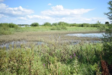 Büyümüş tarla gölünün görünümü.