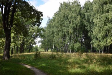 Meşe ormanındaki patikanın manzarası.