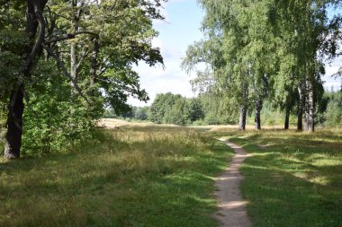 Ormandaki yolun görünümü.