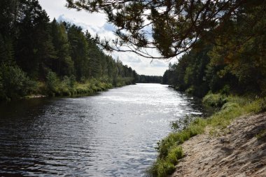 Nehrin kum kıyısında çam dalı görünümü.