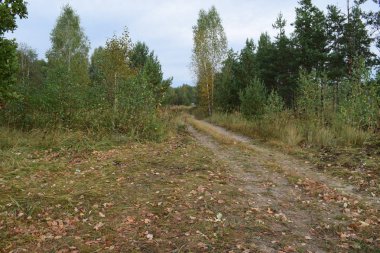 Ormana sonbahar alan yol görünümü.