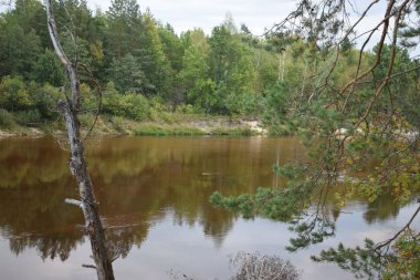 Huş ağacı ve çam dalları ve orman nehri manzarası.