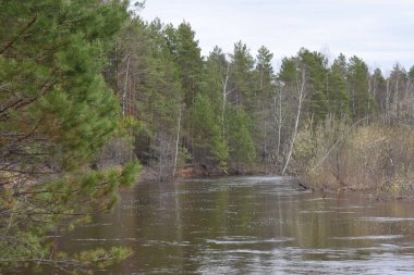 Nehir kıyısında yeşilçam şubelerigörünümü.