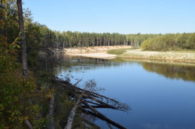 Nehir kıyısında huş ağacının manzarası..