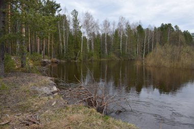 Huş ormanı nehri suyundaki çalıların manzarası.