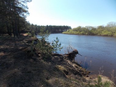 Qiet Orman Nehri üzerinde sabah görünümü.