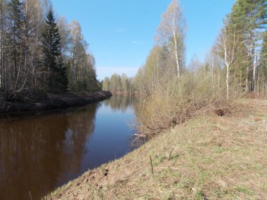 Huş bankaları ile nehrin dönüş görünümü.