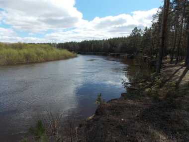 Yüksek orman nehir kıyısında görünümünü.
