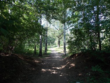 Huş ormanında iz görünümü.