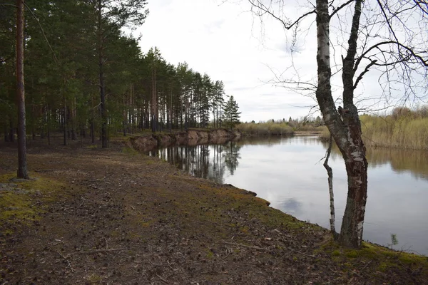 Vue Bouleau Sur Rive Rivière Forêt — Photo