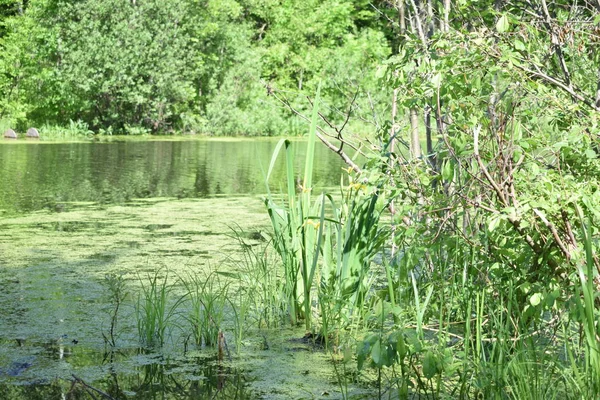 Vue Sur Lac Forêt Été Avec Herbe Eau — Photo