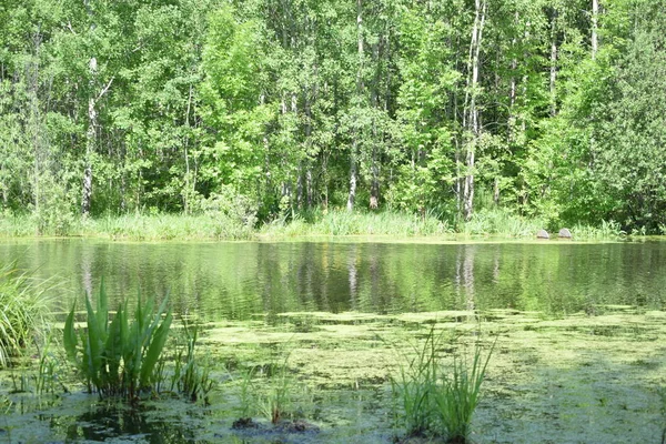 Vista Grama Água Lago Floresta — Fotografia de Stock