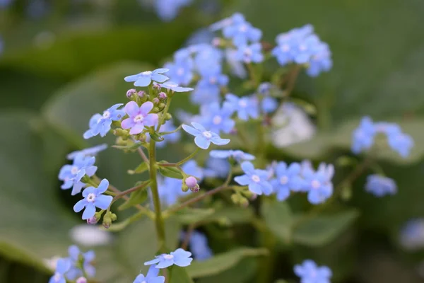 Küçük mavi çiçeklerin görünümü.