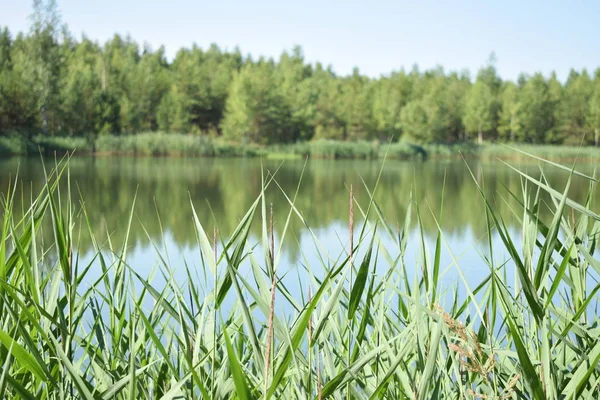 Pohled Vodní Trávu Lesní Jezero — Stock fotografie