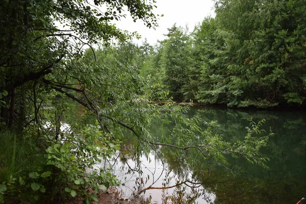 Vista Del Pequeño Río Bosque Con Rama Árbol Hojas —  Fotos de Stock