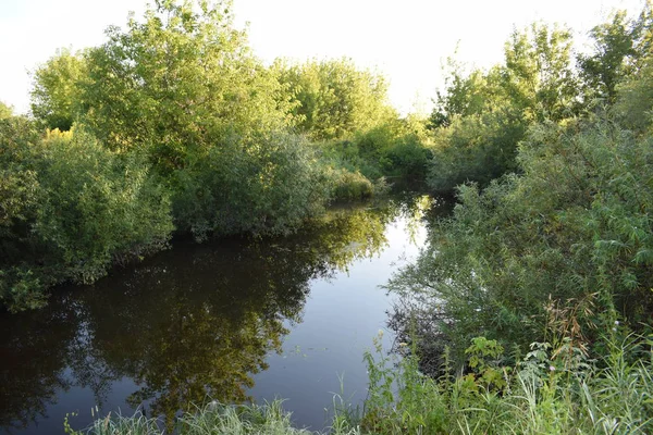 Ağaçların yansıması ile küçük orman gölü nün görünümü.