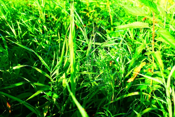 Parlak yeşil çim (etkisi web görünümü).