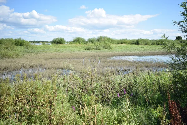 Büyümüş tarla gölünün görünümü.