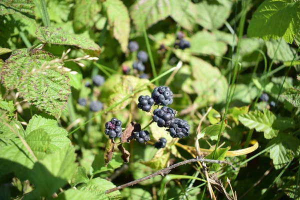 绿树丛上黑莓的浆果景观 — 图库照片