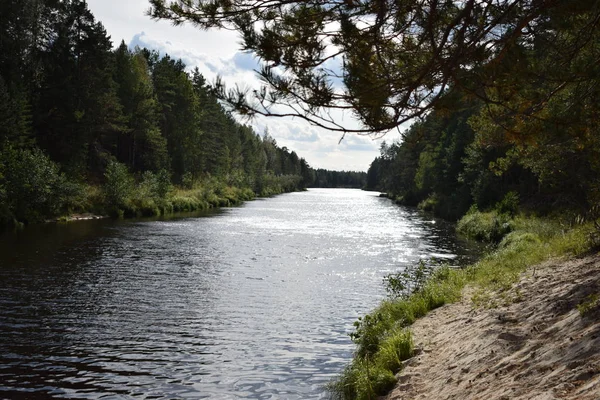 Nehrin kum kıyısında çam dalı görünümü.