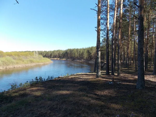 Der Blick Auf Das Hohe Kiefernwäldchen Ufer Des Flusses — Stockfoto