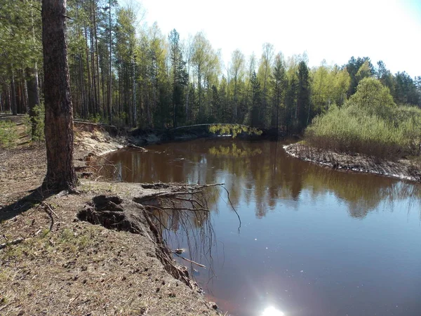 Orman, gökyüzü ve güneşin yansıması ile nehrin güneşli yüksek orman Bankası görünümü.