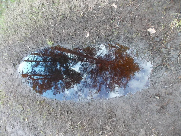 Vue Reflet Des Pins Des Nuages Ciel Dans Outil — Photo