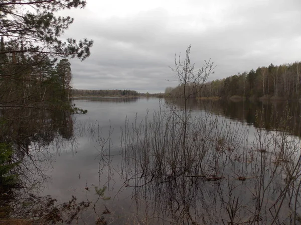 Het Uitzicht Weilanden Van Overstromingen Onder Water Voorjaar Bewolkt Weer — Stockfoto