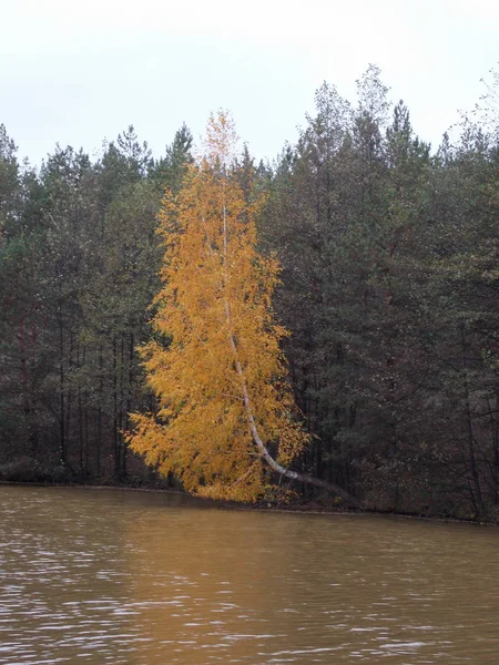 Sarı huş ağacı orman akarsu üzerinde yeşil ağaçların arasındaki görünümünü.
