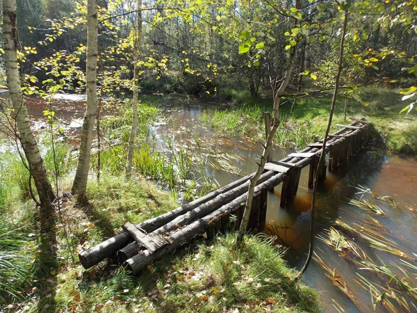 Güneşli havalarda orman akarsu üzerinde köprüler görünümü.