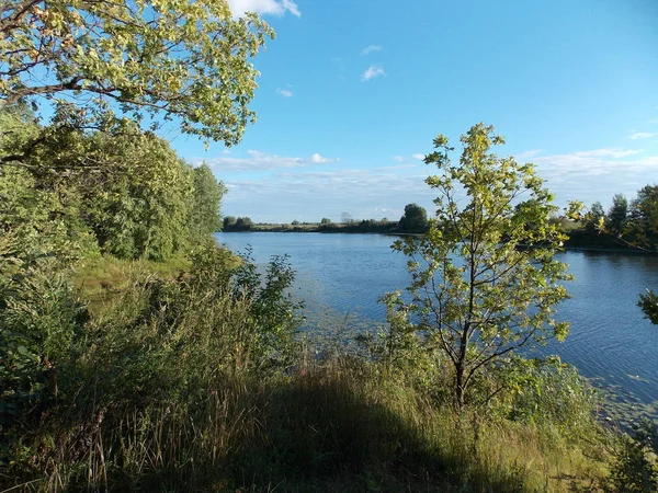 Küçük ağaç ile orman göl manzarası. 