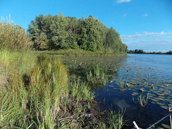 Orman gölünün su ve sulu çim ile görünümü