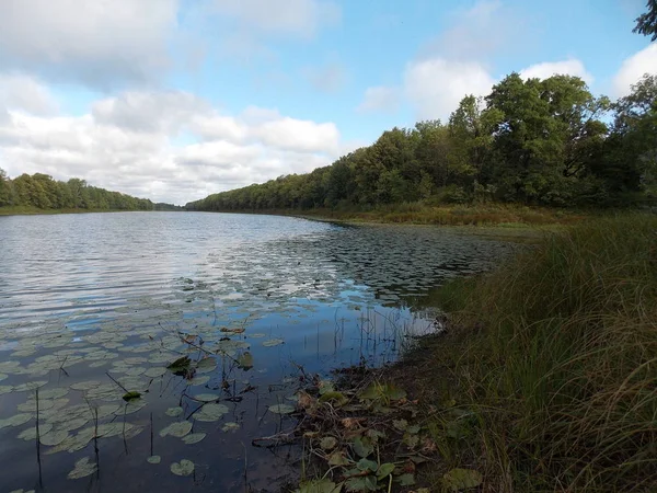 Vista Lago Floresta Com Waterlily — Fotografia de Stock