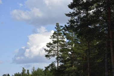 Yeşil çamların tepesindeki bulutlu gökyüzünün güzel manzarası.