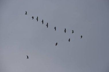 Mavi sonbahar gökyüzünde dalgalanan martıların güzel manzarası.