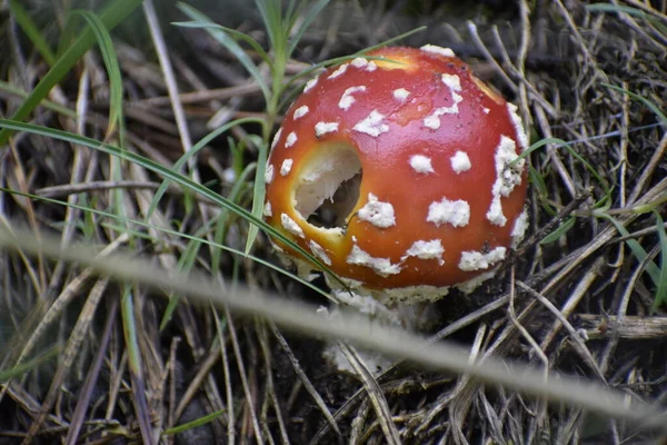 Het Prachtige Uitzicht Rood Wit Vliegen Agaric Het Gras — Stockfoto