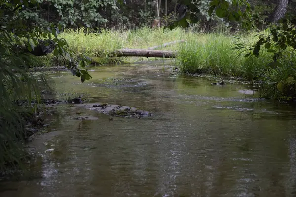 Beau Petit Ruisseau Entre Les Côtes Vertes — Photo