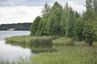Orman gölünün sularındaki ağaçların, çalıların ve su otlarının güzel yansıması.. 