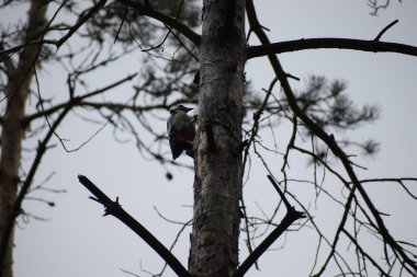 Çam ağacının gövdesinde siyah, beyaz ve kırmızı ağaçkakanın güzel manzarası.