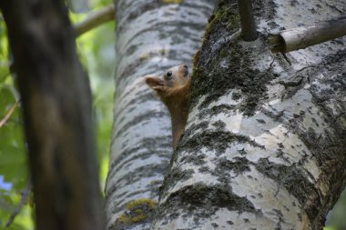 Huş ağacının gövdesindeki kırmızı kareli güzel manzara..