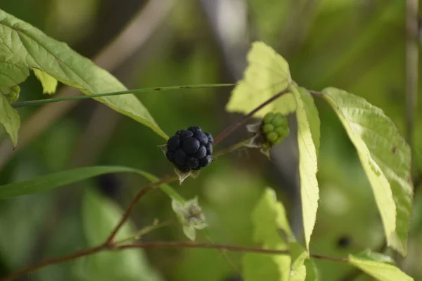 Die Schöne Aussicht Auf Die Brombeere Zwischen Den Grünen Blättern — Stockfoto