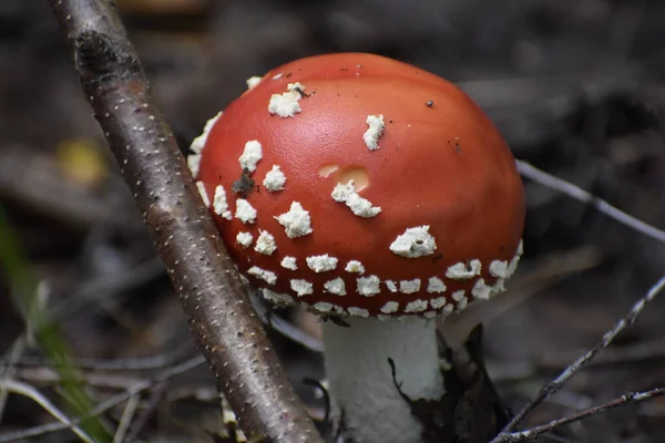 Huş ağacının yanındaki kırmızı ve beyaz sinek manzarası..