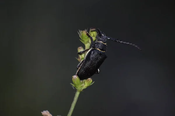 Çiçekteki Parlak Siyah Böcek Manzarası — Stok fotoğraf