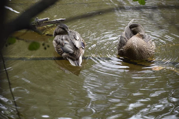 İki ördeğin sualtı dalında oturup tüylerini temizlemesi..