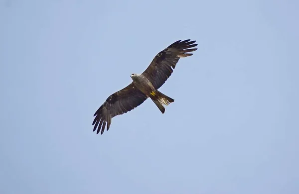 Bela Vista Buzzard Subindo Céu Azul — Fotografia de Stock