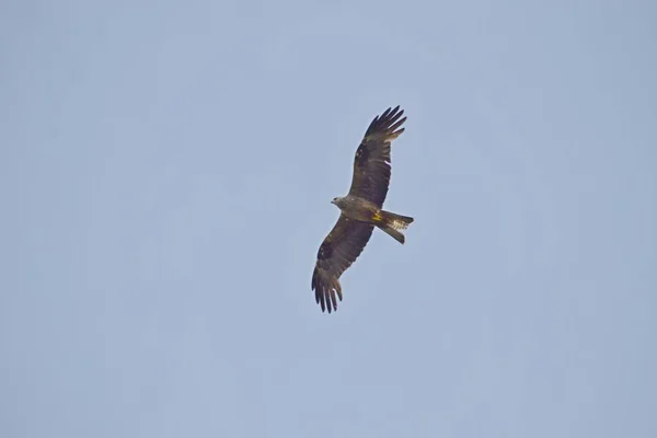 Bela Vista Buzzard Subindo Céu Azul — Fotografia de Stock