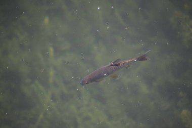 Orman gölünün berrak sularında yüzen hamamböceği manzarası.
