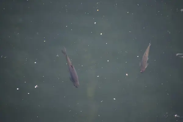 Temiz suda yüzen iki hamamböceğinin görüntüsü.