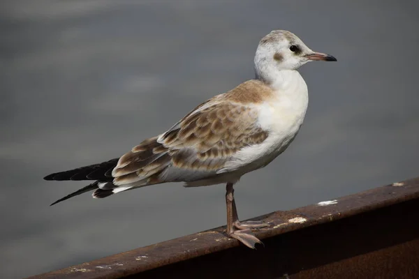 Korkuluktaki benekli martı manzarası