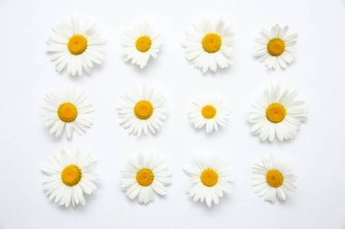 Papatyalı beyaz arka plan. Çiçekler..